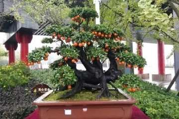 上面这盆金弹子盆景桩头是倒栽的