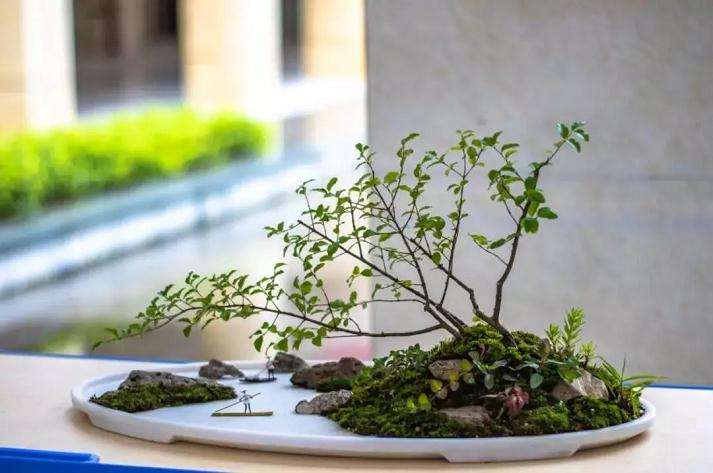 新农科创社主办盆景创意大赛决赛