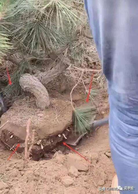 图解 山松下山桩怎样制作盆景的过程