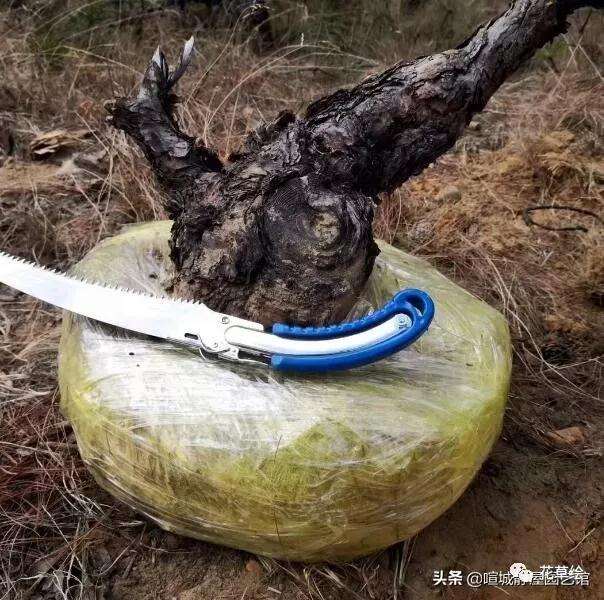 山松下山桩怎样制作盆景的过程