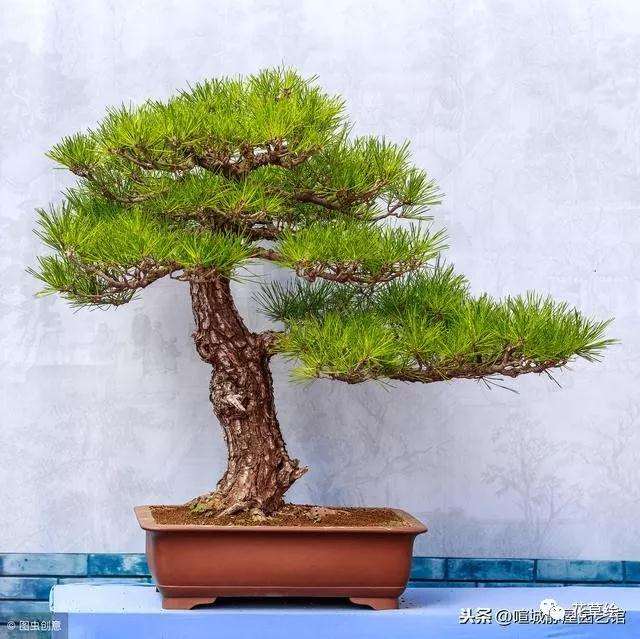 山松下山桩怎样制作盆景的过程