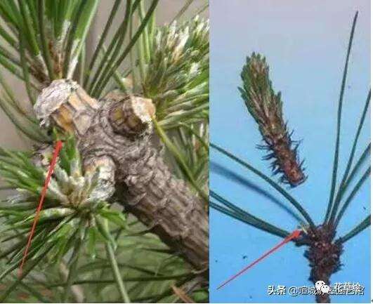 山松下山桩怎样制作盆景的过程