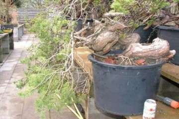 图解 山松怎么蟠扎整型成盆景的过程