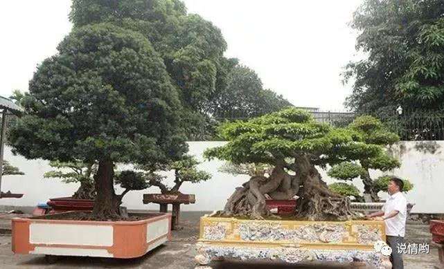 男子20年间花八千多万收藏盆景