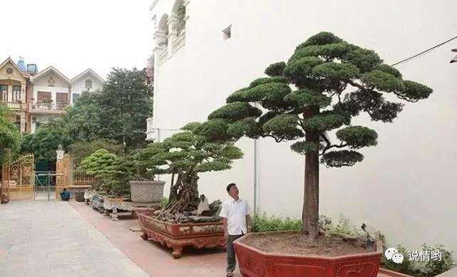 男子20年间花八千多万收藏盆景