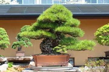 中国盆景界出现大量微型盆景收藏者