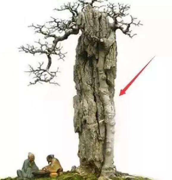 抱石型盆景是怎样制作的