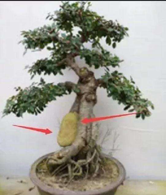 抱石型盆景是怎样制作的