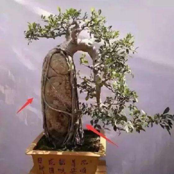 抱石型盆景是怎样制作的