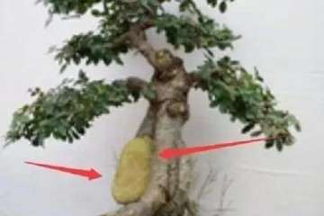 抱石型盆景是怎样制作的 图片