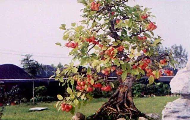 冬红果盆景刚发新芽可以修剪吗