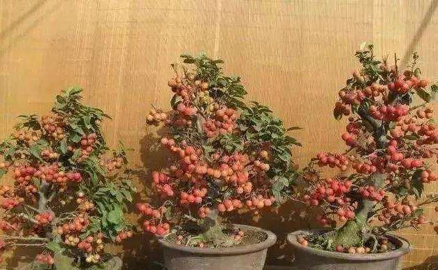 冬红果盆景刚发新芽可以修剪吗