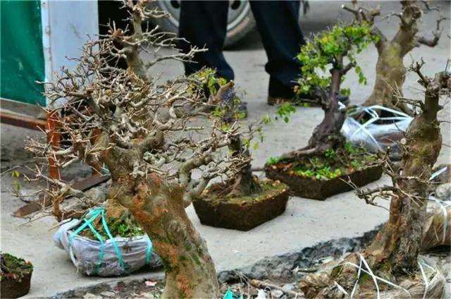 盆景材料的4种来源突进