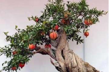 石榴盆景怎么养护种植的方法 图片