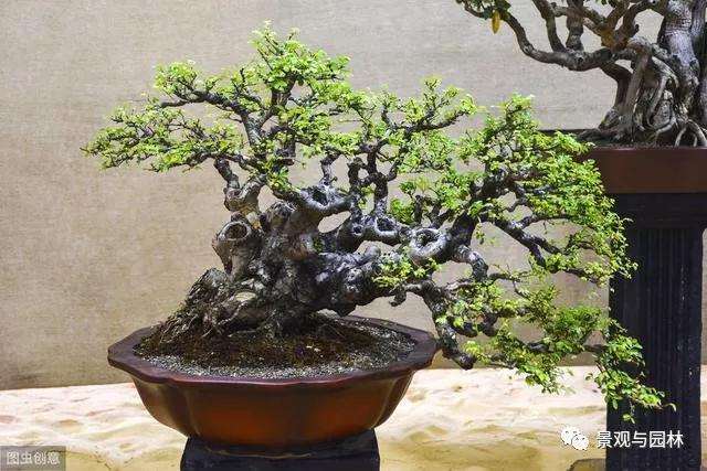 榆树盆景放在通风好