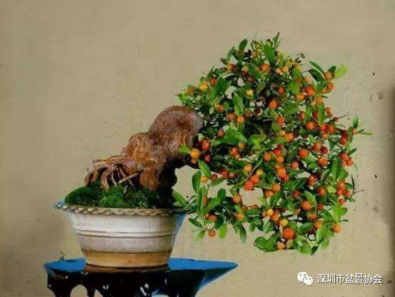 金豆盆景怎样修剪整形的方法