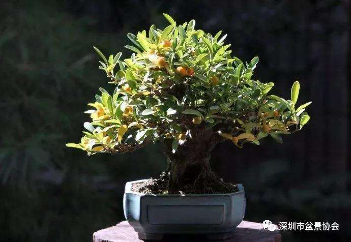 金豆盆景的最好采桩时间是什么时候