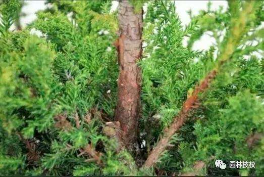 怎样快速制作盆景老桩