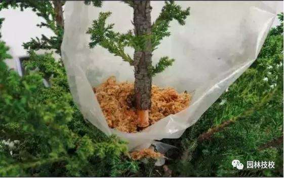 怎样快速制作盆景老桩