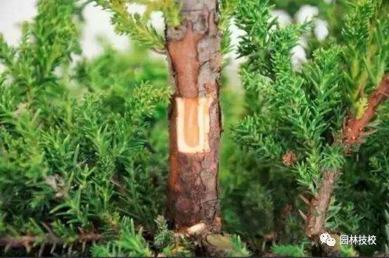 怎样快速制作盆景老桩