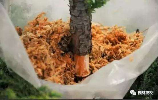 怎样快速制作盆景老桩