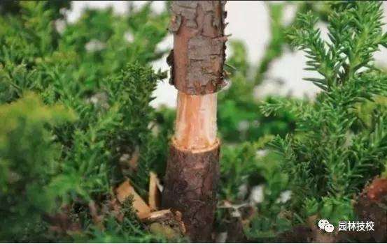 怎样快速制作盆景老桩