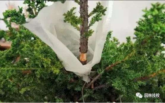 怎样快速制作盆景老桩