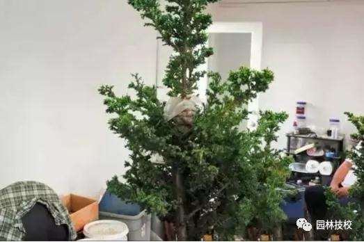 怎样快速制作盆景老桩