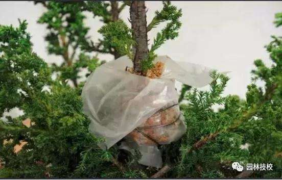 怎样快速制作盆景老桩