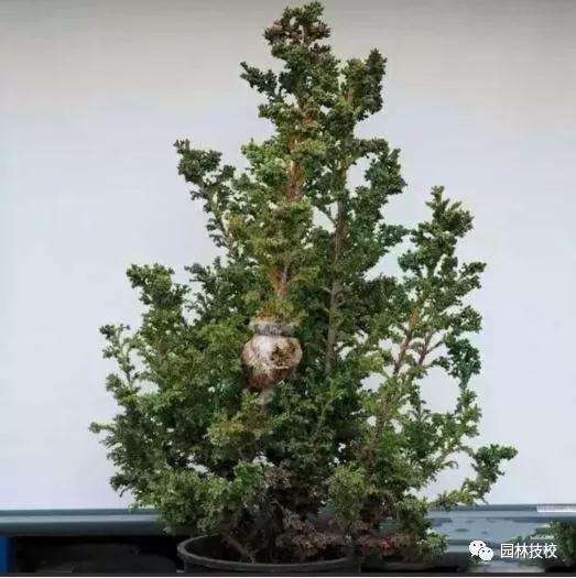 怎样快速制作盆景老桩