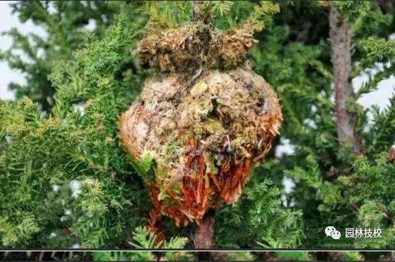 怎样快速制作盆景老桩