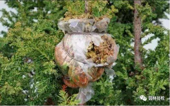 怎样快速制作盆景老桩