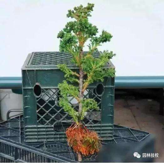 怎样快速制作盆景老桩