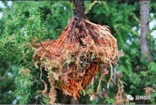 怎样快速制作盆景老桩
