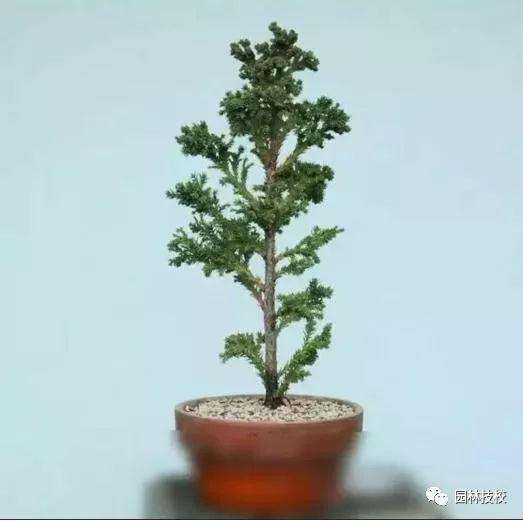 怎样快速制作盆景老桩