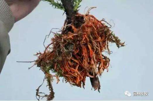 怎样快速制作盆景老桩