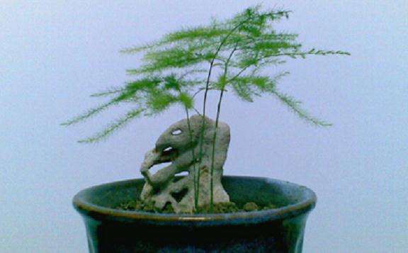 文竹盆景怎样取材播种的技巧