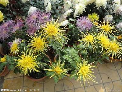 菊花盆景怎样施肥管理的方法