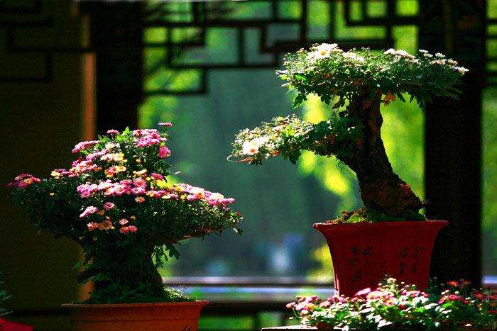 菊花盆景怎么浇水管理的方法