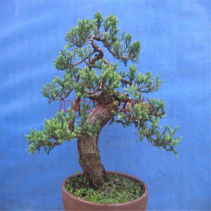 龙柏盆景怎么修剪造型的方法