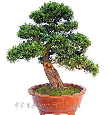 龙柏盆景怎么修剪造型的方法