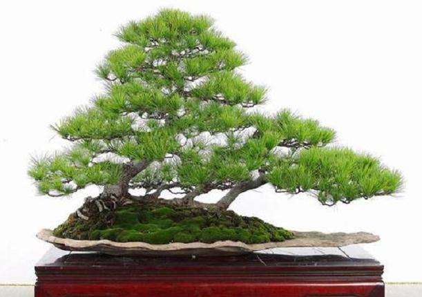 五针松盆景怎样多头嫩枝嫁接的方法