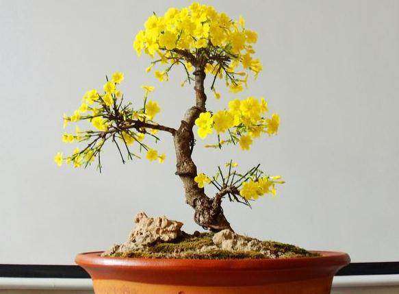 迎春花盆景怎么浇水施肥的方法