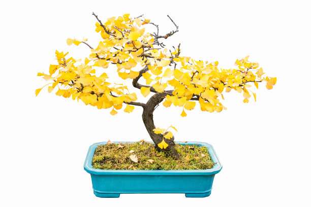 迎春花盆景怎样移栽上盆的方法