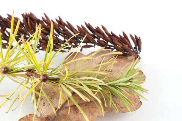 雪松盆景怎样人工繁殖的方法