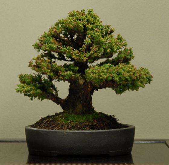 雪松盆景怎样人工繁殖的方法