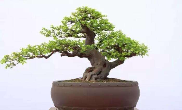 雀梅盆景怎么翻盆与修剪的4个方法