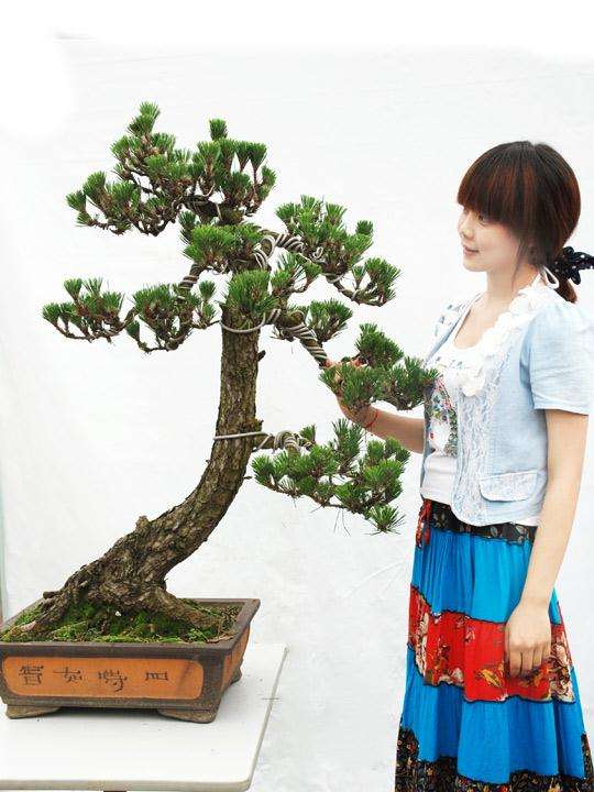 黑松盆景的盆器该怎样配置