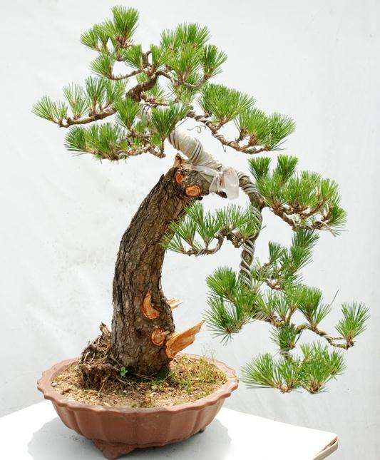 黑松盆景日常管理与怎么翻盆的方法