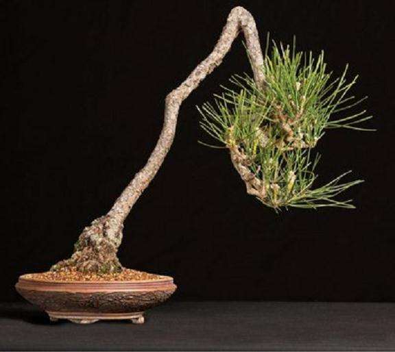 黑松盆景桩材怎样浇水栽植的方法